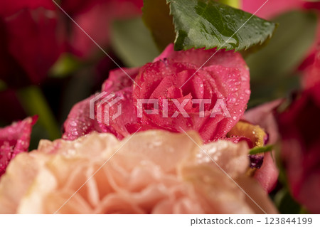 a bouquet of beautiful fragrant wet red roses 123844199