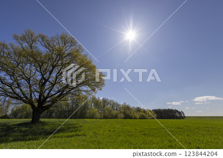 a tree growing in a field with green wheat a tree growing in a field with green wheat 123844204