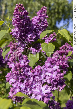 beautiful blooming red lilac bushes beautiful blooming red lilac bushes 123844208