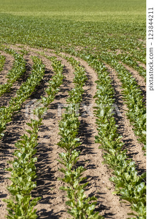 green sugar beet foliage in the field 123844211