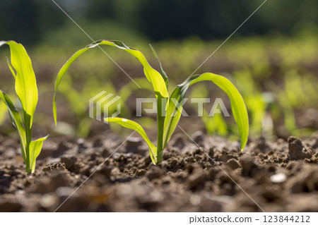a monocultural field with fresh corn sprouts in fertile soil with fertilizers 123844212
