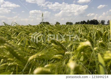 an agricultural field where green unripe rye grows an agricultural field where green unripe rye grows 123844214