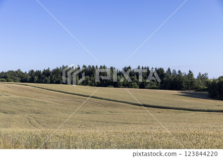 a wheat field with a new harvest of cereals at sunset a wheat field with a new harvest of cereals at sunset 123844220