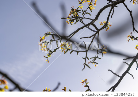 sunny weather in an orchard with walnuts 123844255