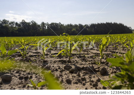 green corn field with young sweet corn sprouts 123844263