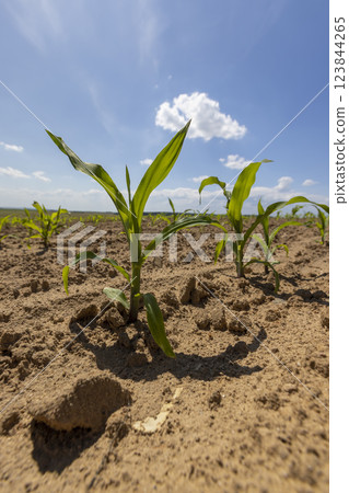 growing sweet corn in eastern Europe against a blue sky growing sweet corn in eastern Europe against a blue sky 123844265