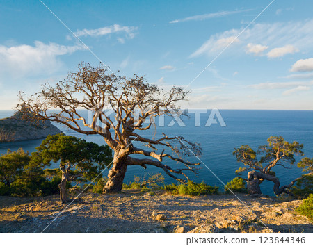 Tree and coast Tree and coast 123844346