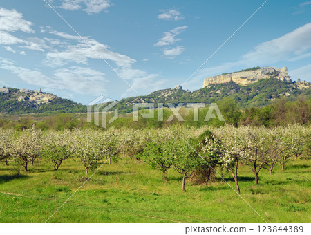 Spring blossoming garden of peach tree Spring blossoming garden of peach tree 123844389