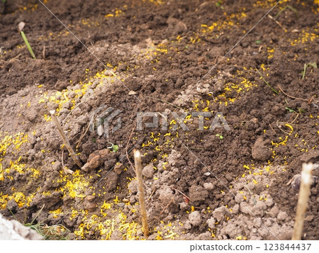 Orange granules on the soil for ant control 123844437
