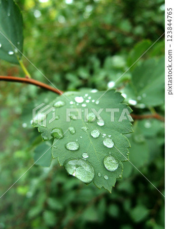 Rain Drops On A Plant Leaf Close Up Stock Photo 123844765