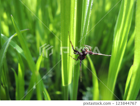 Spider On A Green Grass Extreme Macro Shot  123844767