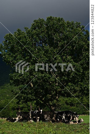 cows grazing 123844822