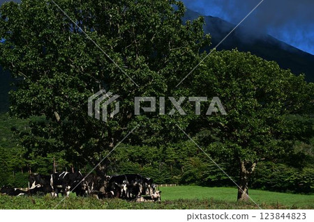 cows grazing cows grazing 123844823