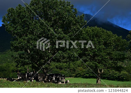 cows grazing cows grazing 123844824