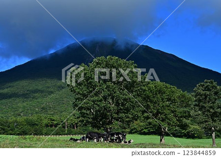 cows grazing cows grazing 123844859