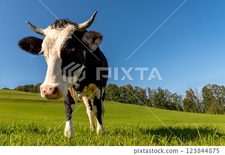 Cow close-up in an alpine scenery on a sunny day in summer Cow close-up in an alpine scenery on a sunny day in summer 123844875