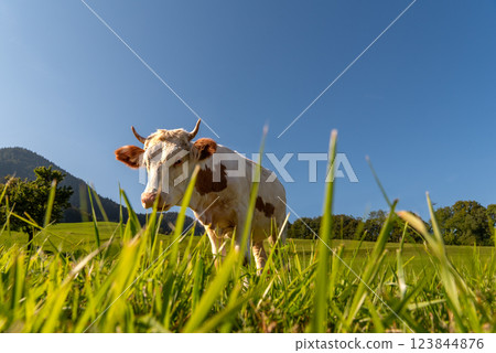 Cow grazing in an alpine scenery on a sunny day in summer Cow grazing in an alpine scenery on a sunny day in summer 123844876
