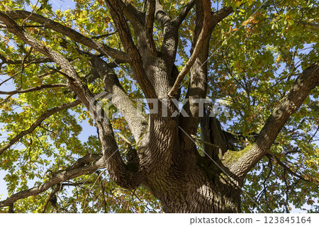a beautiful oak with orange-green foliage during the autumn leaf fall in sunny weather a beautiful oak with orange-green foliage during the autumn leaf fall in sunny weather 123845164