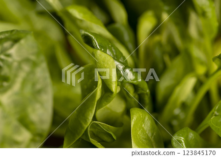 a piece of green spices fresh and fragrant for cooking a piece of green spices fresh and fragrant for cooking 123845170
