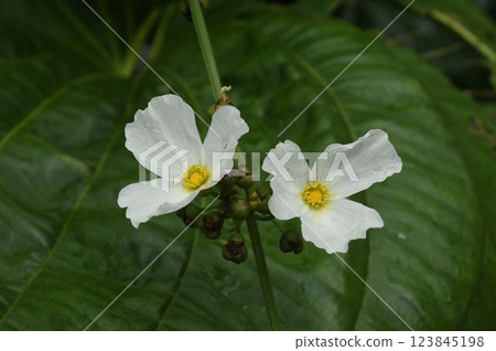 Echinodorus macrophyllus is a beautiful aquatic plant native to South America with two white flowers against the background of leaves. 123845198