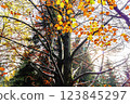 Red and orange autumn leaves background 123845297