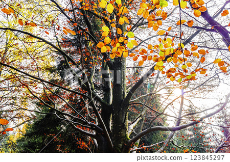 Red and orange autumn leaves background Red and orange autumn leaves background 123845297