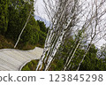 Moor Chalupska slat with birch 123845298