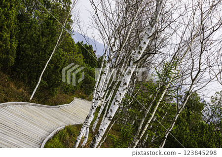 Moor Chalupska slat with birch 123845298