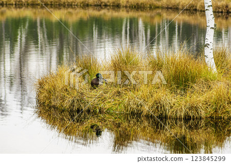 Moor Chalupska slat with birch 123845299