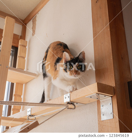 Calico cat lifting its butt on cat tower 123845619