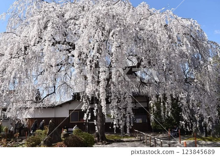 Bloomed cherry tree in full bloom 123845689