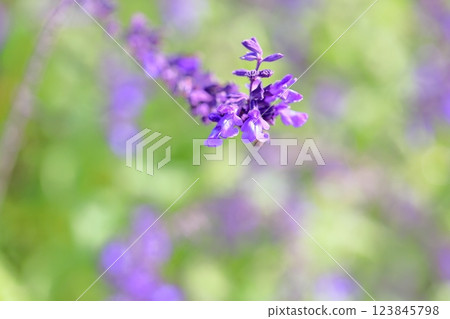 Refreshing Salvia Farinacea flowers Refreshing Salvia Farinacea flowers 123845798