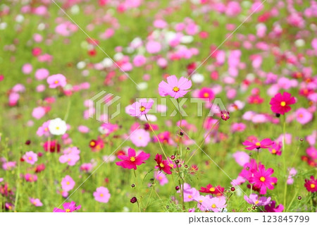 cute cosmos flowers 123845799