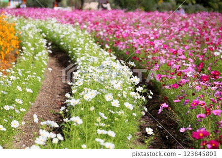 Cute cosmos flowers all over the place 123845801