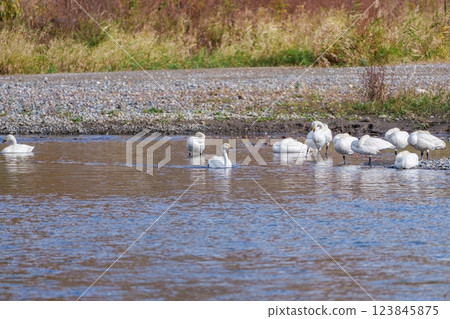 A whooper swan swimming leisurely on the water reflecting the blue sky A whooper swan swimming leisurely on the water reflecting the blue sky 123845875