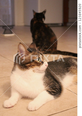 一隻貓 一隻貓 123845920