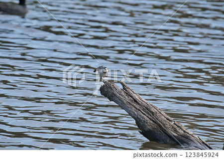 A white wagtail spreading its wings on a piece of driftwood② A white wagtail spreading its wings on a piece of driftwood② 123845924