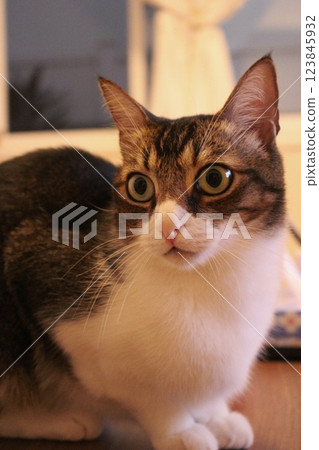 Cat Cat 123845932