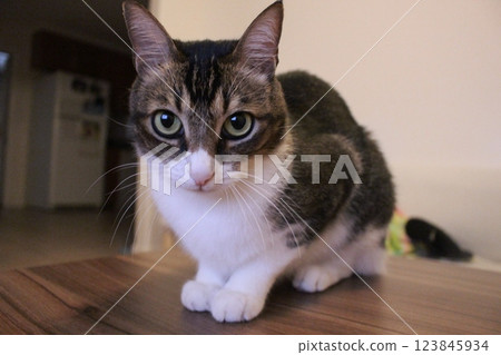 一隻貓 123845934