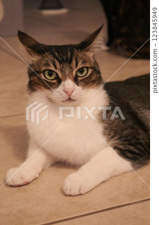 一隻貓 一隻貓 123845949