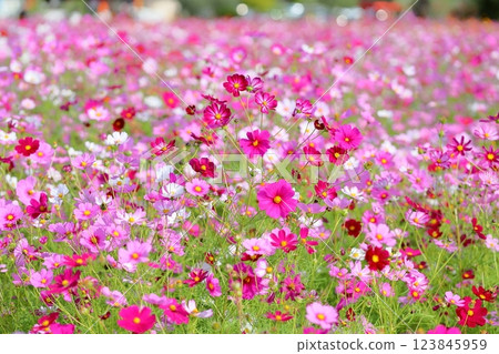 cute cosmos flowers cute cosmos flowers 123845959