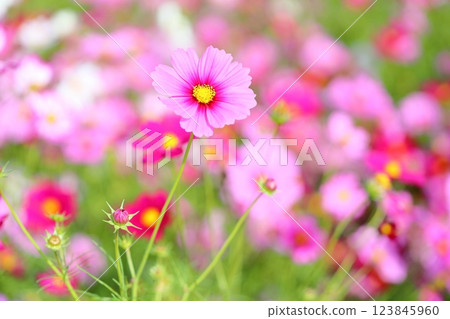 cute cosmos flowers cute cosmos flowers 123845960