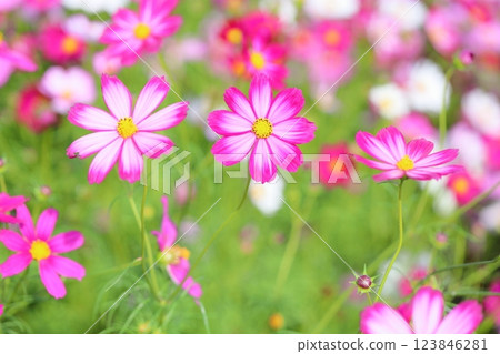 可愛的宇宙花 可愛的宇宙花 123846281