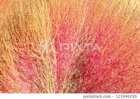 秋季,藜蘆葉變紅 秋季,藜蘆葉變紅 123846289