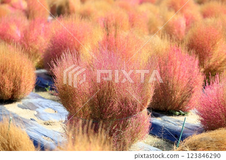 Kochia leaves turn red in autumn Kochia leaves turn red in autumn 123846290