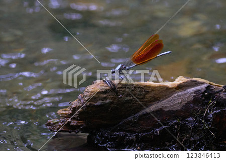 Japanese river dragonfly Kawabe Orange 123846413