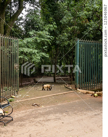 Entrance to the public park Parque Areiao with Capuchin Monkeys around the gate 123846967