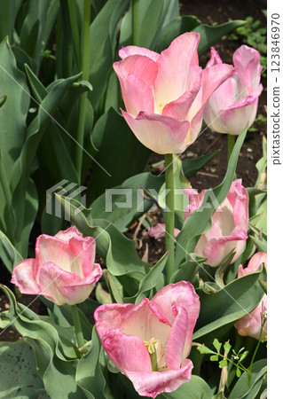 Pink Dream 123846970