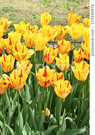 Washington 123846978