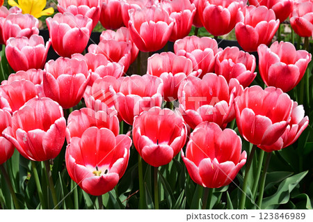 永恆 永恆 123846989